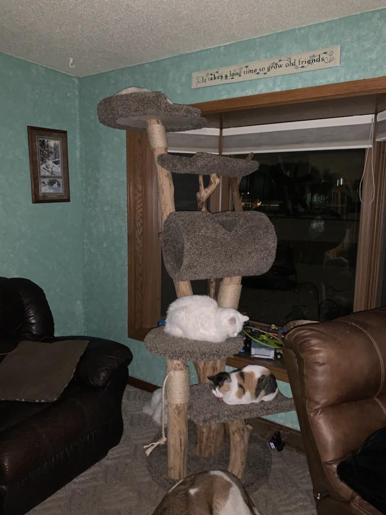 7 ft cat tree