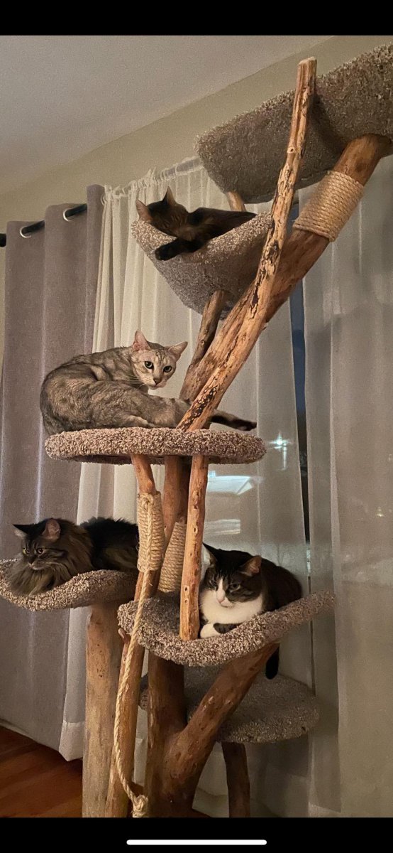 Extra tall kitty tree