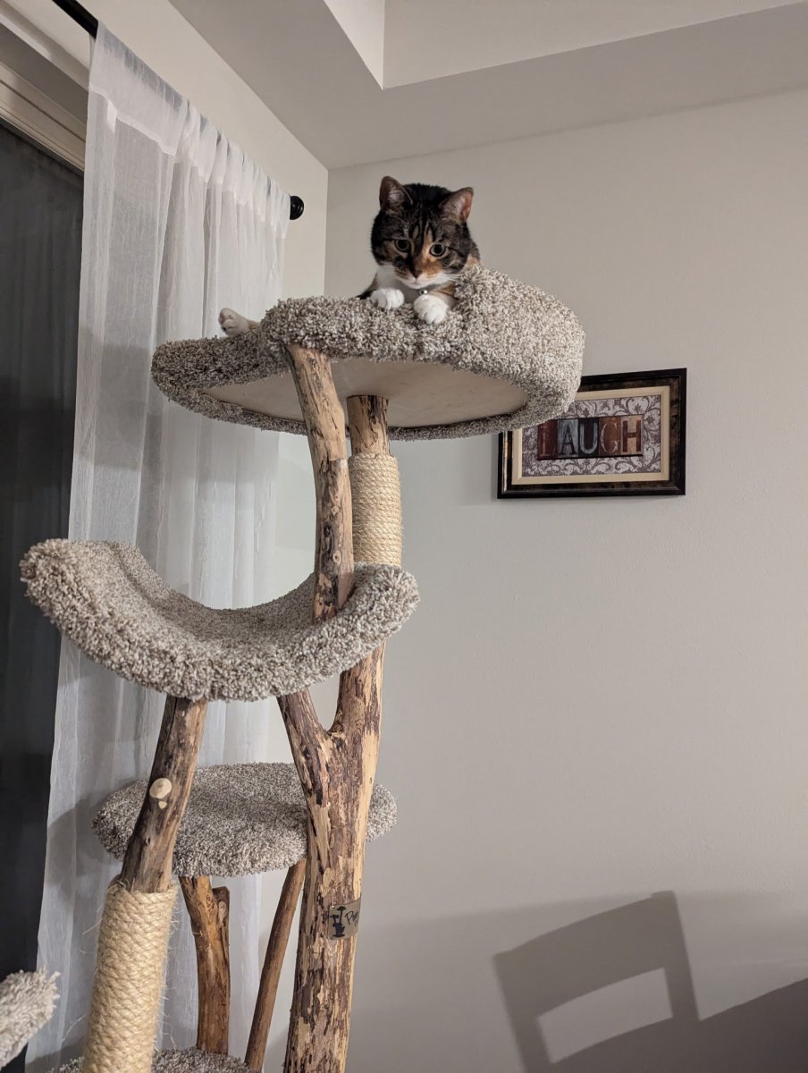 5 Level  24" round bed Combo tree