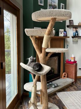 Five Level Cat Tree Photos