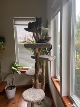 Five Level Cat Tree with Two Scoop Beds and Three Flat Beds