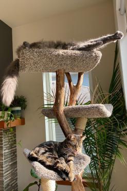 Kitties on the Four Level Tree