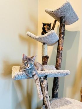 Four Level Cat Tree Photos