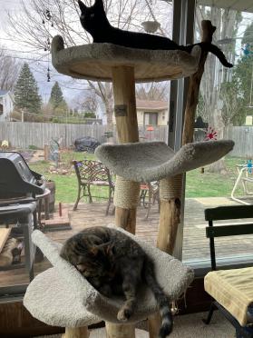 Four Level Cat Tree Photos