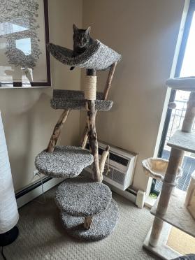 Four Level Cat Tree Photos
