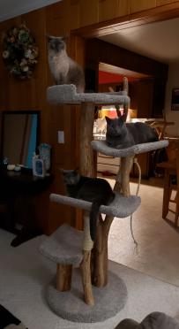 Four Level cat tree