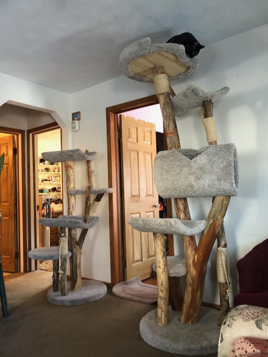 large and medium cat tree