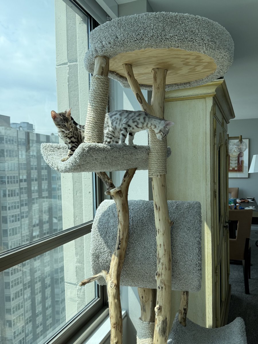 Large cat tree with large tunnel