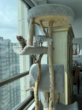 Large cat tree with large tunnel
