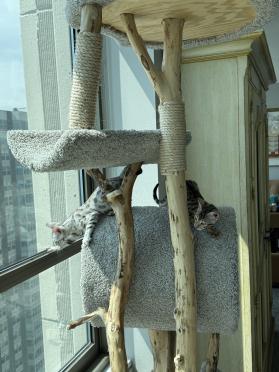 Large Cat Condo Pictures