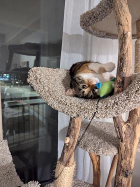 Happy Cat Photos