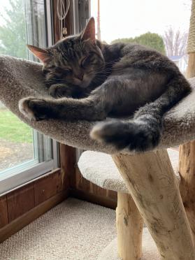 Happy Cat Photos