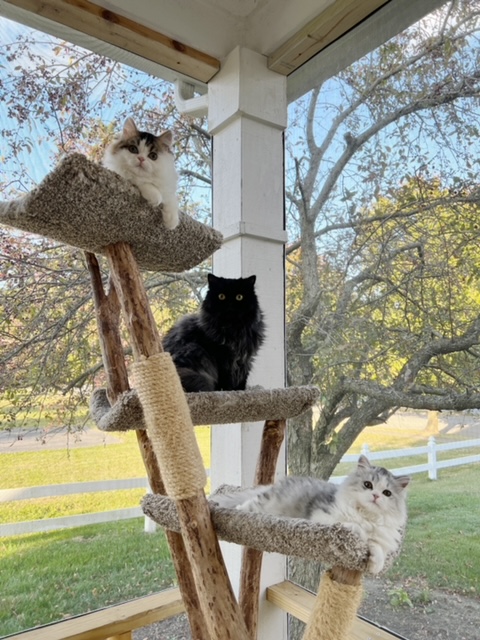 The Three happy kitties!