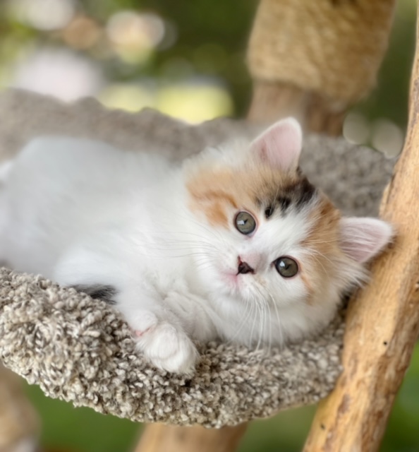 kitten in scoop bed