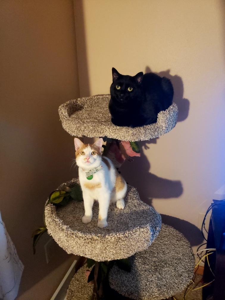 double rimmed cat tree