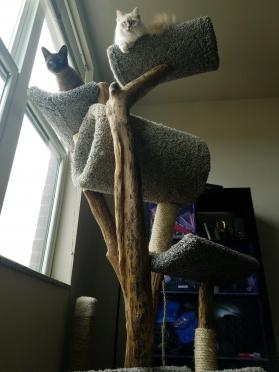 Extra Tall Cat Tree