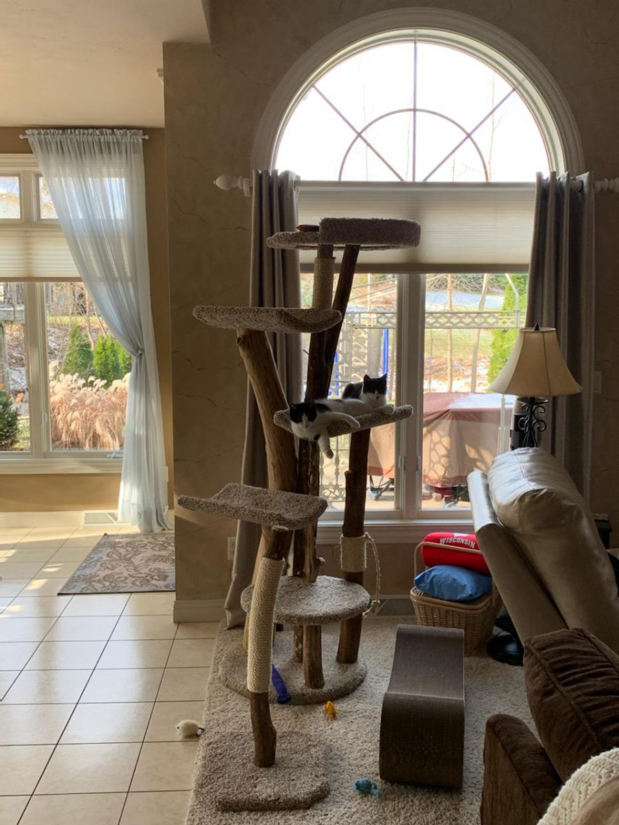 Extra large cat tree and scratching stick separately
