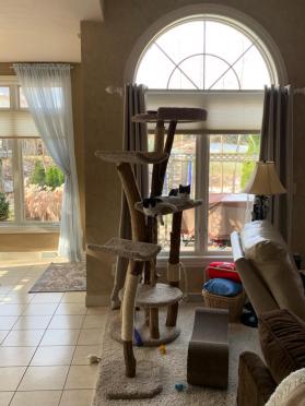 Extra large cat tree and scratching stick separately