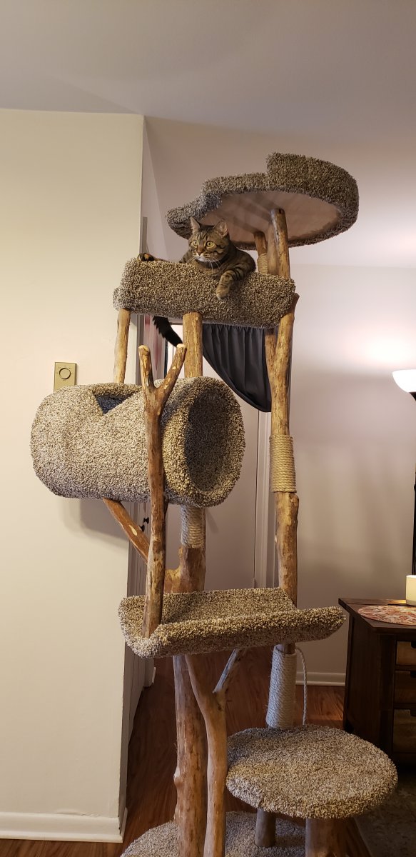 Five Level tunnel tree