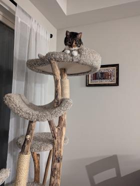 5 Level  24" round bed Combo tree