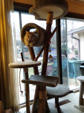 Five Level Cat Tree