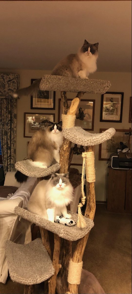 Five Level cat tree