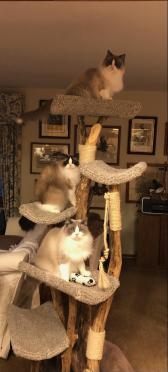Five Level cat tree