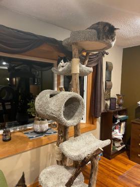 Five Level tunnel tree
