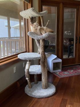 Four Level Cat Tree