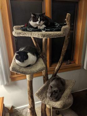 Four Level tree with huge bed
