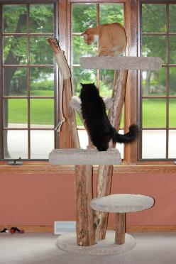 Four Level Tree with Multiple Beds