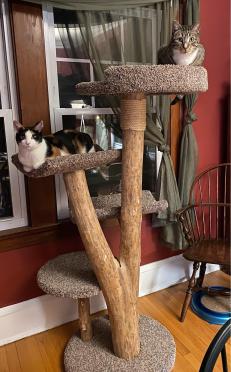 Four level tree with the 24" round bed with rim