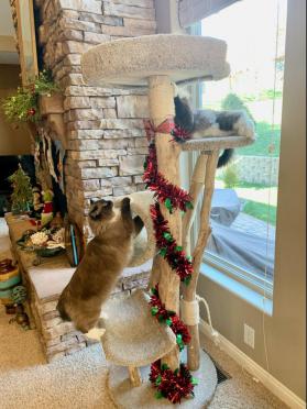 Festive Cat Tree