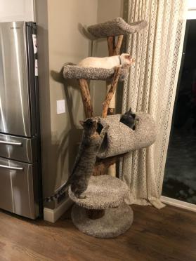 Four Level Tunnel Tree
