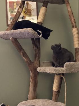 Four level with 18" round bed w/rim