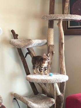 Four Level Tree