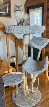 Four Level tree with 24" round bed with rim