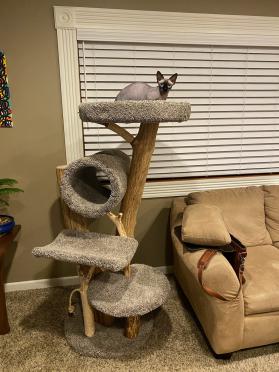 Four level combo tree