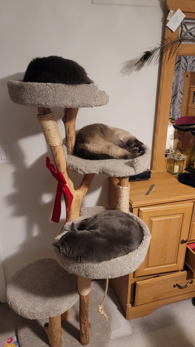 Four Level Round bed tree