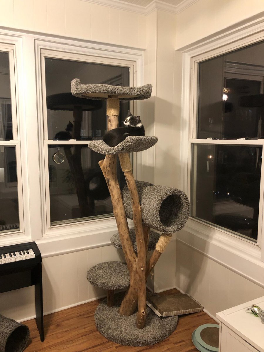 Large tree with tunnel