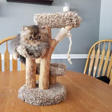 Mini Cat Tree