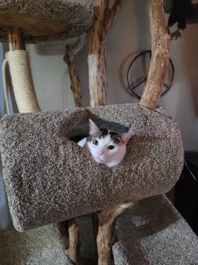 Hides for kitty