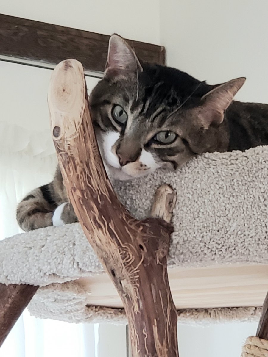 Sweet Kitty face