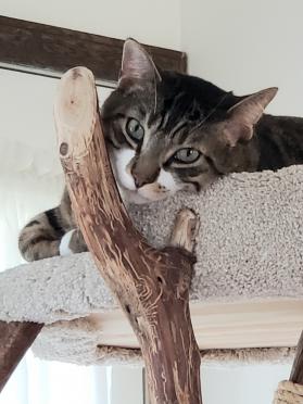 Sweet Kitty face