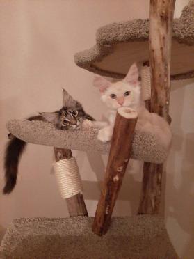 New kitties enjoying their new tree