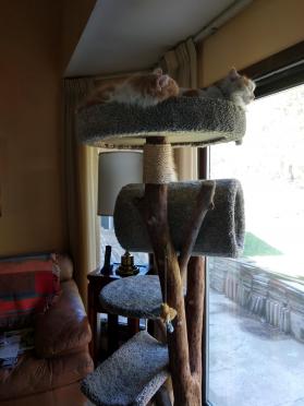 Extra Large Cat Tree