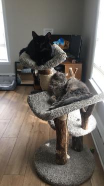 Three Level with two Scoop Beds and a Flat Bed
