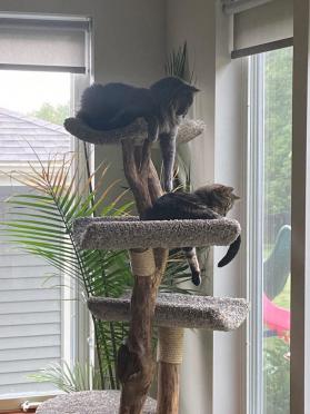 Five Level Tree
