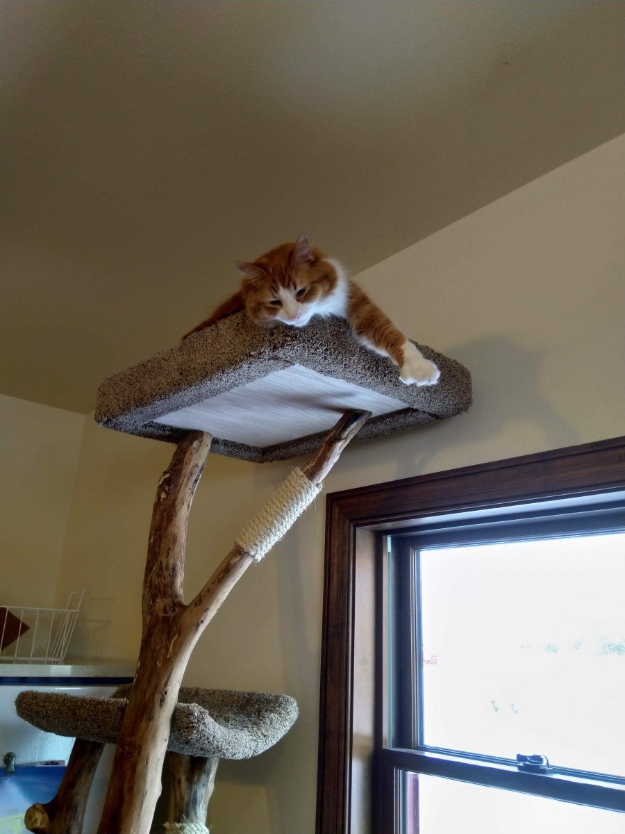 Custom Top Bed