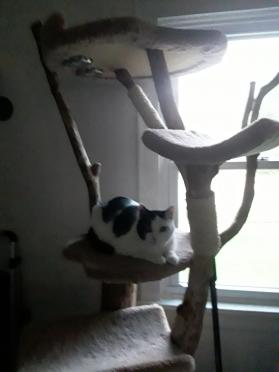 Large Feeder Tree